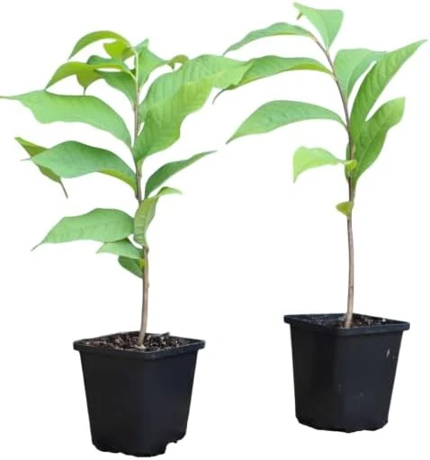 Paw Paw Tree (Asimina triloba) Live Plant – 6-14 Inch Tall Starter, Quart Pot, Outdoor - Image 4