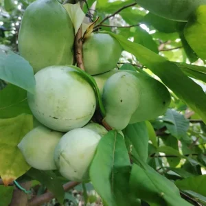 Paw Paw Tree (Asimina triloba) Live Plant – 6-14 Inch Tall Starter, Quart Pot, Outdoor - Image 5