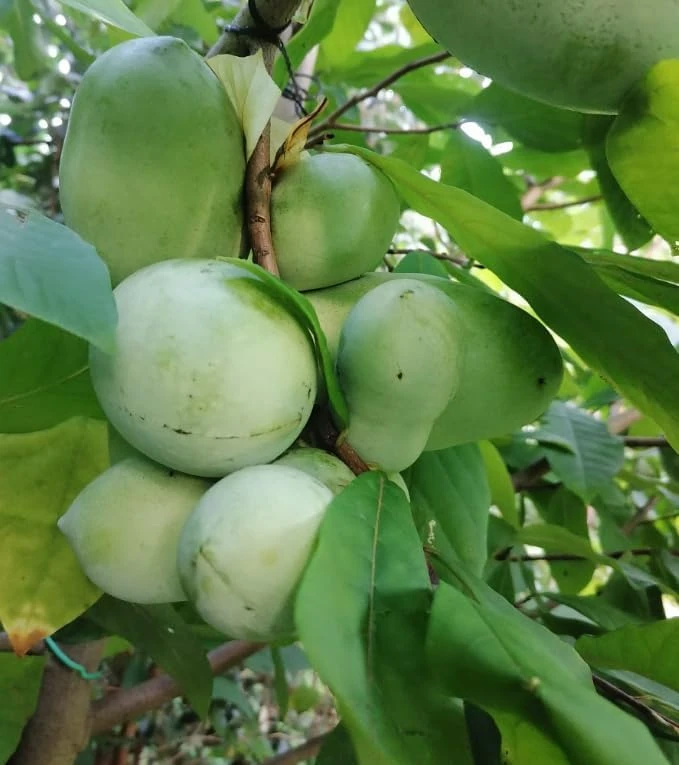 Paw Paw Tree (Asimina triloba) Live Plant – 6-14 Inch Tall Starter, Quart Pot, Outdoor - Image 5
