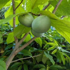Paw Paw Tree (Asimina triloba) Live Plant – 6-14 Inch Tall Starter, Quart Pot, Outdoor - Image 6