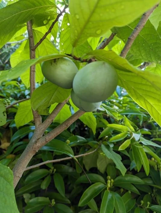 Paw Paw Tree (Asimina triloba) Live Plant – 6-14 Inch Tall Starter, Quart Pot, Outdoor - Image 6