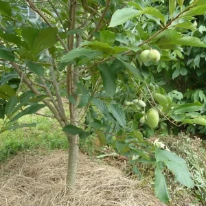 Paw Paw Tree (Asimina triloba) Live Plant – 6-14 Inch Tall Starter, Quart Pot, Outdoor - Image 7