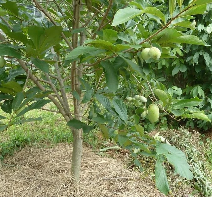 Paw Paw Tree (Asimina triloba) Live Plant – 6-14 Inch Tall Starter, Quart Pot, Outdoor - Image 7