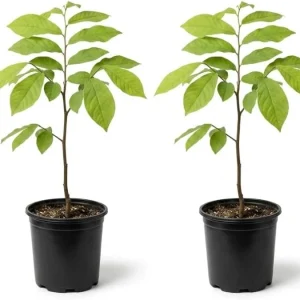 Paw Paw Tree Live Plant, Asimina Triloba, 2-3 Ft Tall, 1 Gallon Pot, Outdoor - Image 4