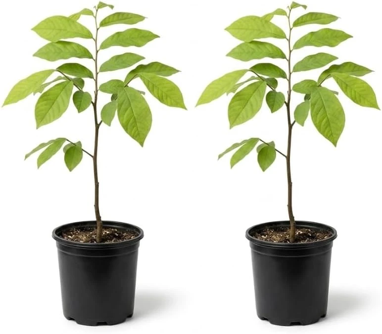Paw Paw Tree Live Plant, Asimina Triloba, 2-3 Ft Tall, 1 Gallon Pot, Outdoor - Image 4