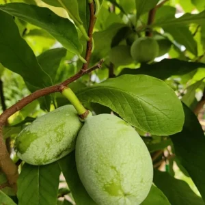 Paw Paw Tree Live Plant, Asimina Triloba, 2-3 Ft Tall, 1 Gallon Pot, Outdoor - Image 6