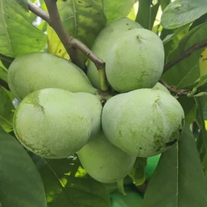 Paw Paw Tree Live Plant, Asimina Triloba, 2-3 Ft Tall, 1 Gallon Pot, Outdoor - Image 7