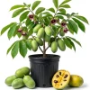 Paw Paw Tree Live Plant, Asimina Triloba, 2-3 Ft Tall, 1 Gallon Pot, Outdoor - Image 1