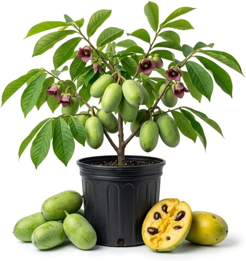 Paw Paw Tree Live Plant, Asimina Triloba, 2-3 Ft Tall, 1 Gallon Pot, Outdoor - Image 1