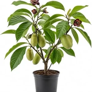 Paw Paw Tree Live Plant - Asimina Triloba - Hardy Banana, 6-14 in Tall, Quart Pot, Outdoor - Image 1