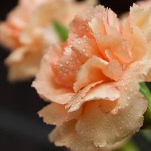Peach Carnation Dianthus Seeds - 30 Seeds - Hardy, Colorful Garden Flowers - Image 10