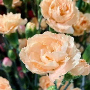 Peach Carnation Dianthus Seeds - 30 Seeds - Hardy, Colorful Garden Flowers - Image 11