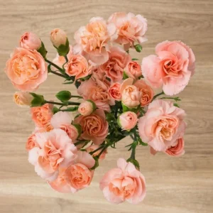 Peach Carnation Dianthus Seeds - 30 Seeds - Hardy, Colorful Garden Flowers - Image 12