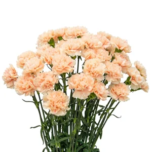 Peach Carnation Dianthus Seeds - 30 Seeds - Hardy, Colorful Garden Flowers - Image 13