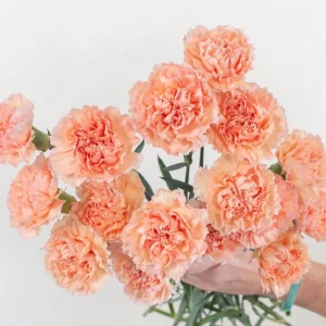 Peach Carnation Dianthus Seeds - 30 Seeds - Hardy, Colorful Garden Flowers - Image 2