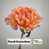Peach Carnation Dianthus Seeds - 30 Seeds - Hardy, Colorful Garden Flowers - Image 1
