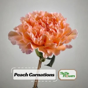 Peach Carnation Dianthus Seeds - 30 Seeds - Hardy, Colorful Garden Flowers - Image 1