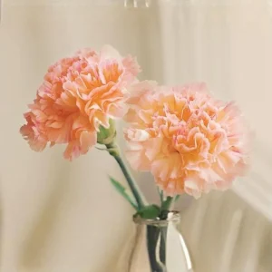 Peach Carnation Dianthus Seeds - 30 Seeds - Hardy, Colorful Garden Flowers - Image 3
