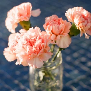 Peach Carnation Dianthus Seeds - 30 Seeds - Hardy, Colorful Garden Flowers - Image 4