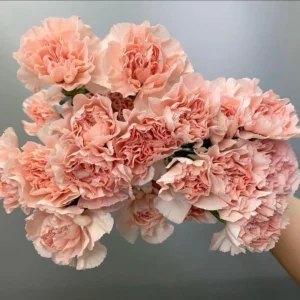 Peach Carnation Dianthus Seeds - 30 Seeds - Hardy, Colorful Garden Flowers - Image 5