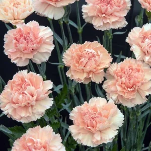 Peach Carnation Dianthus Seeds - 30 Seeds - Hardy, Colorful Garden Flowers - Image 6