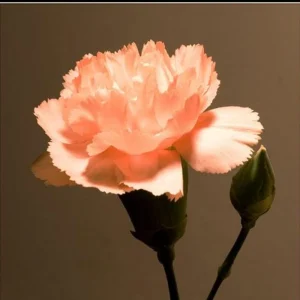Peach Carnation Dianthus Seeds - 30 Seeds - Hardy, Colorful Garden Flowers - Image 7
