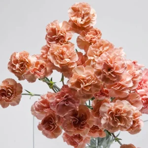 Peach Carnation Dianthus Seeds - 30 Seeds - Hardy, Colorful Garden Flowers - Image 8