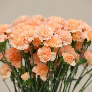 Peach Carnation Dianthus Seeds - 30 Seeds - Hardy, Colorful Garden Flowers - Image 9