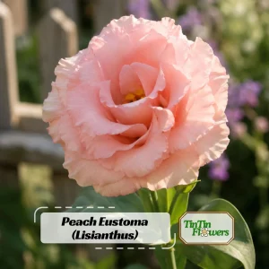 Peach Lisianthus Seeds - Eustoma grandiflorum - Double Rose-Like Blooms - 20 Seeds - Image 1