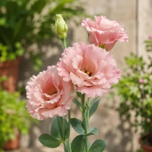 Peach Lisianthus Seeds - Eustoma grandiflorum - Double Rose-Like Blooms - 20 Seeds - Image 5