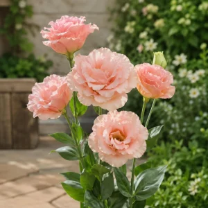 Peach Lisianthus Seeds - Eustoma grandiflorum - Double Rose-Like Blooms - 20 Seeds - Image 8