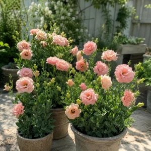 Peach Lisianthus Seeds - Eustoma grandiflorum - Double Rose-Like Blooms - 20 Seeds - Image 9
