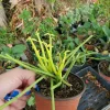 Pencil Cactus Live Plant – Euphorbia Tirucalli Succulent – 7-10" Tall – Rooted – Indoor/Outdoor - Image 1