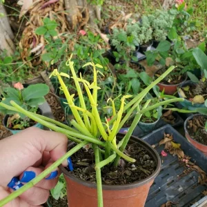 Pencil Cactus Live Plant – Euphorbia Tirucalli Succulent – 7-10