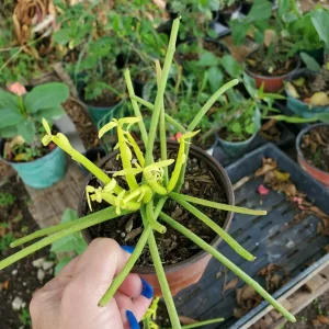 Pencil Cactus Live Plant – Euphorbia Tirucalli Succulent – 7-10
