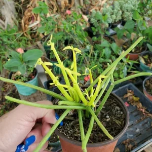 Pencil Cactus Live Plant – Euphorbia Tirucalli Succulent – 7-10