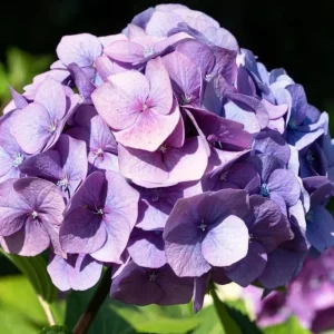 Penny Mac Hydrangea Live Plant – 4-6 inches Tall Shrub – Outdoor - Image 2