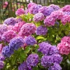 Penny Mac Hydrangea Live Plant – 4-6 inches Tall Shrub – Outdoor - Image 1