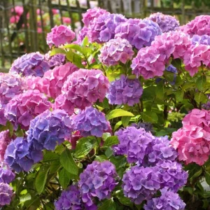 Penny Mac Hydrangea Live Plant – 4-6 inches Tall Shrub – Outdoor - Image 1
