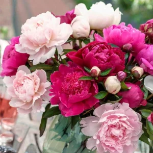 Peony Flower Seeds - 10 Count - Open-Pollinated Heirloom Seeds for Garden - Image 10