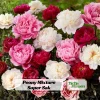 Peony Flower Seeds - 10 Count - Open-Pollinated Heirloom Seeds for Garden - Image 1