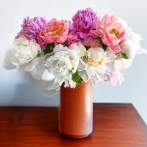 Peony Flower Seeds - 10 Count - Open-Pollinated Heirloom Seeds for Garden - Image 6
