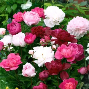 Peony Flower Seeds - 10 Count - Open-Pollinated Heirloom Seeds for Garden - Image 7