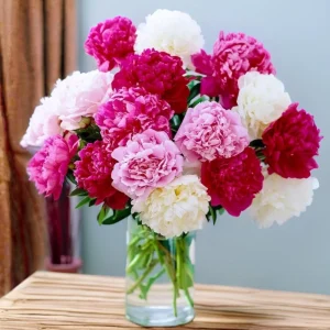 Peony Flower Seeds - 10 Count - Open-Pollinated Heirloom Seeds for Garden - Image 8