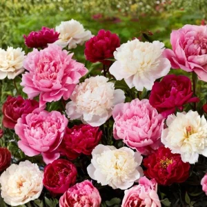 Peony Flower Seeds - 10 Count - Open-Pollinated Heirloom Seeds for Garden - Image 9