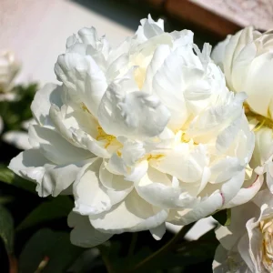 Peony Flower Seeds - 10 Pack Non-GMO Perennial Mix for Garden - Image 10