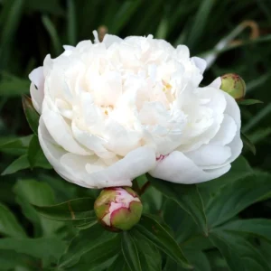 Peony Flower Seeds - 10 Pack Non-GMO Perennial Mix for Garden - Image 11