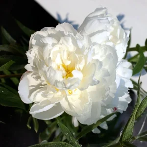 Peony Flower Seeds - 10 Pack Non-GMO Perennial Mix for Garden - Image 12