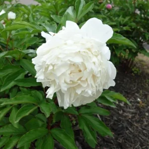 Peony Flower Seeds - 10 Pack Non-GMO Perennial Mix for Garden - Image 13