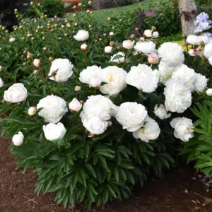 Peony Flower Seeds - 10 Pack Non-GMO Perennial Mix for Garden - Image 14